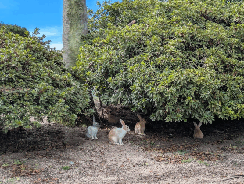 画像に alt 属性が指定されていません。ファイル名: image-247-800x601.png